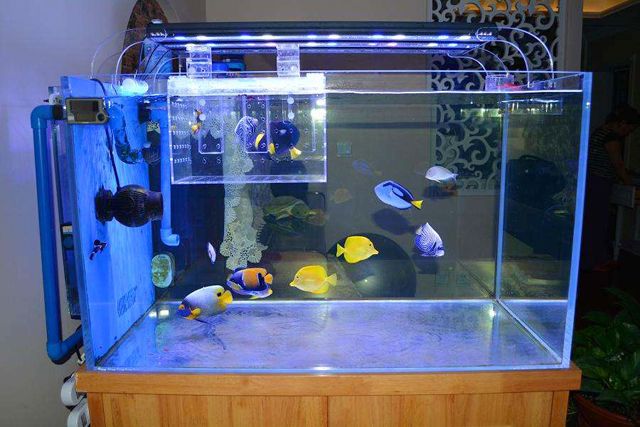 辦公室5G天天看5G天天爽魚缸擺放風水.jpg