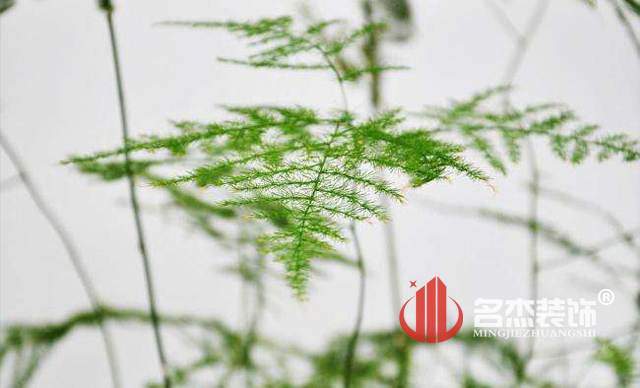 辦公室5G天天看5G天天爽風水之綠植.jpg